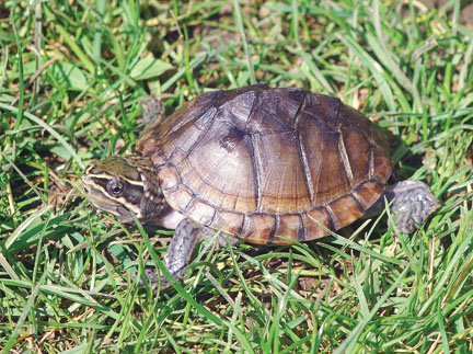 Common Musk turtle at 21 months old