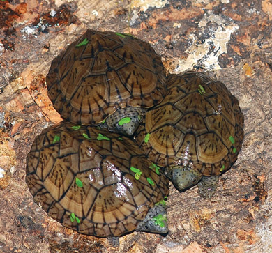 Loggerhead Musk Turtles at 20 months