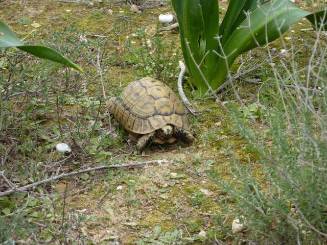 On warm days tortoises emerge to begin grazing