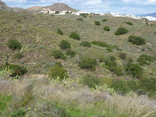 Typical habitat in spring