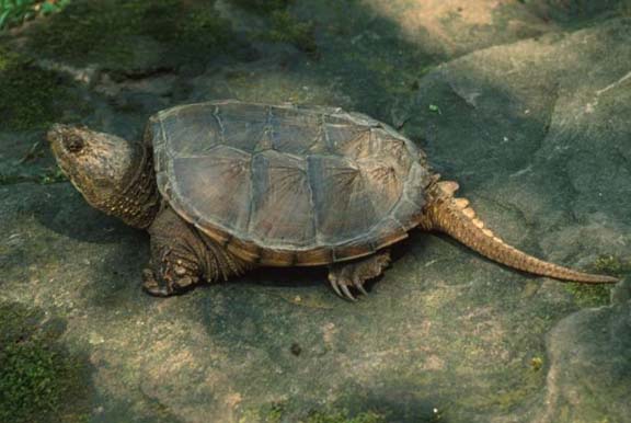 Turtle Snapper
