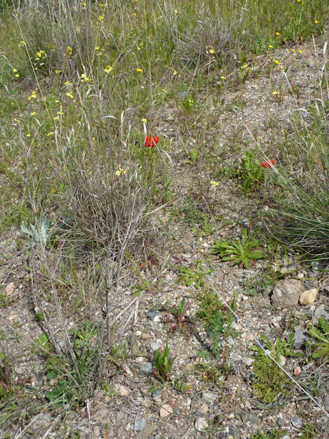 Typical vegetation in early sprint