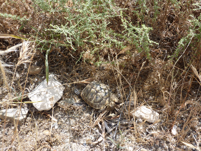 A tortoise grazes in  mid-June