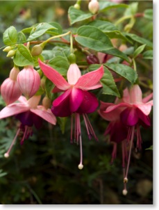 fuschia