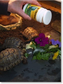 supplement---applying-vertical