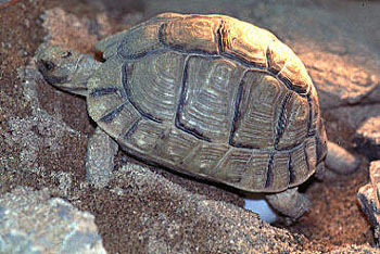 Female T. kleinmanni laying eggs