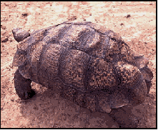 Geochelone pardalis, The Leopard Tortoise