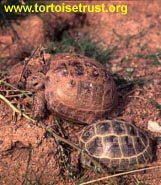 Testudo horsfieldii - Russian Tortoise
