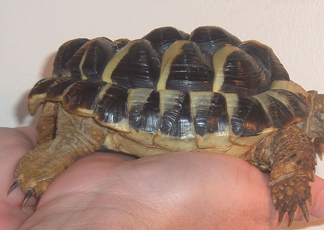 pyramiding tortoise