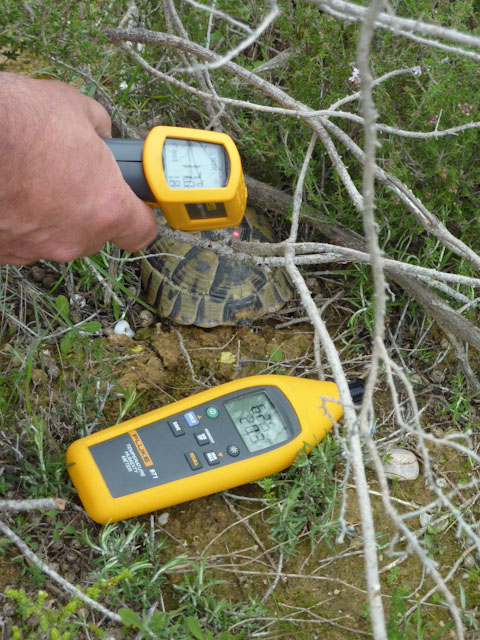 Taking measurements from Testudo
                    graeca