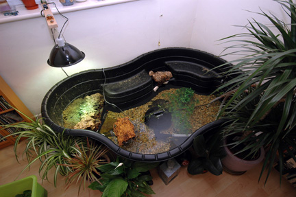 SURFACE-MOUNT PONDS FOR SLIDER AND OTHER AQUATIC TURTLES