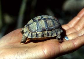 moroccan greek tortoise