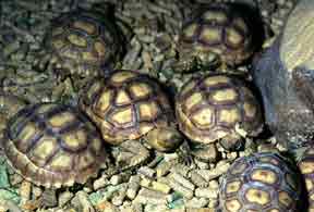 tortoise hay bedding