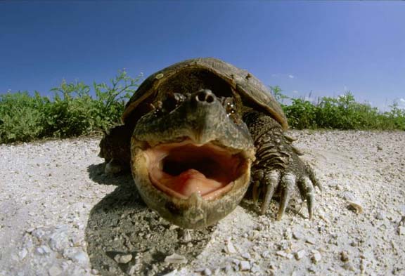 What does a snapping turtle eat?