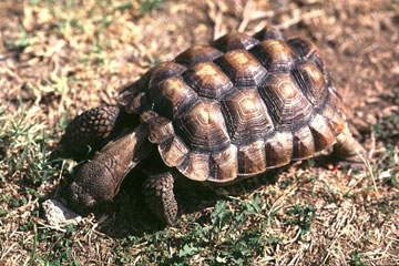 What kind of tortoise do I have?