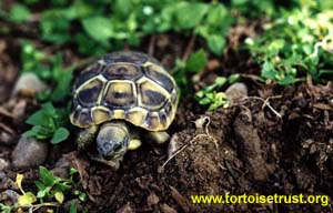 Testudo
                hermanni boettgeri - Eastern Hermanns tortoise