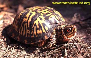 Terrapene c. carolina - Eastern Box Turtle